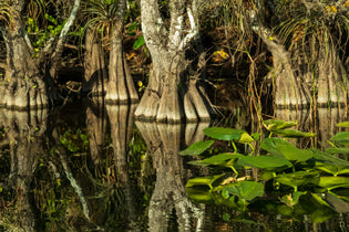  Destination: Everglades National Park
